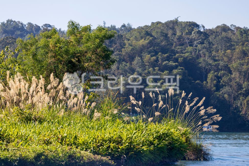 lake,reeds,waterside,nature,natural scenery