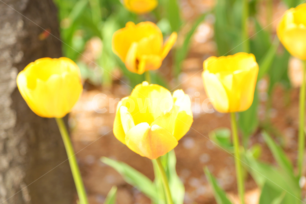 튤립,꽃밭,봄,tulip,꽃,flower,식물,plant,yellow,노랑,노란튤립