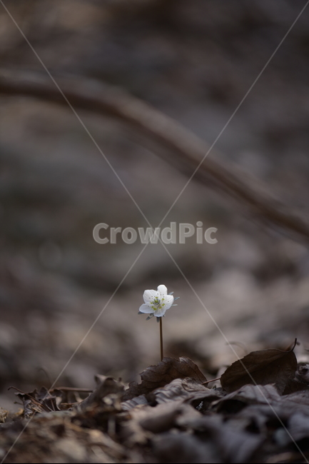 수리산,꽃,변산바람꽃,식물,flower