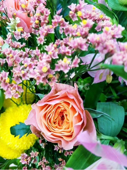 꽃,수입장미,부부젤라,감성,flower,퐁퐁플라워