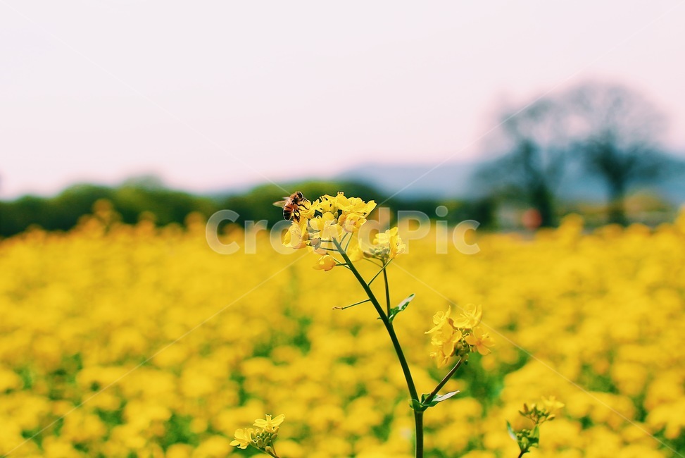 유채꽃,봄,벌,꽃,노랑,식물,자연,plants,nature,꽃,flower,곤충,벌레,insect,bug