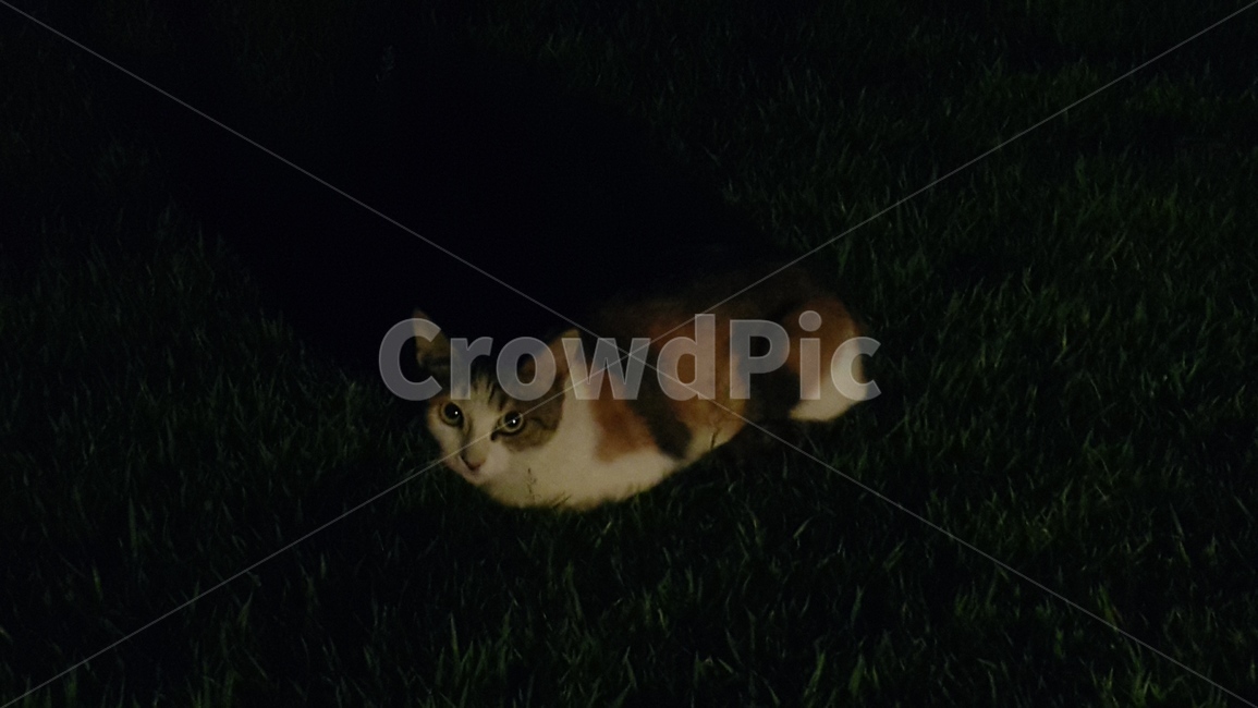 고양이,cats,cat,starycat,줄무늬고양이,animal,동물,animal,포유류,mammal,고양이,cat,kitten,kitty