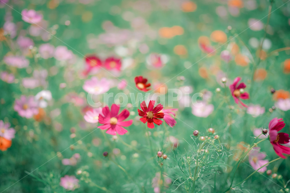 코스모스,꽃,가을,autumn,commoncosmos,コスモス,gardencosmos,flower,가을배경,가을이미지,꽃배경,식물,분홍색,꽃밭,가을,계절,fall,autumn,season,식물,자연,plants,nature,꽃,flower,감성,sensible,feeling,blossom,petal,꽃잎,plant,spring,봄