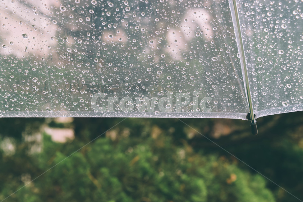 우산,비,비오는날,rainyday,rain,흐림,자연,흐린날,날씨,슬픔,감성,sadness,나무,감성,sensible,feeling,비,비오는날,rain,rainy