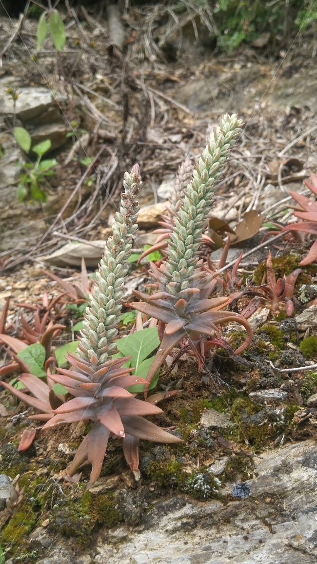 와송,기와,자연,지붕,생명력,식물,자연,plants,nature
