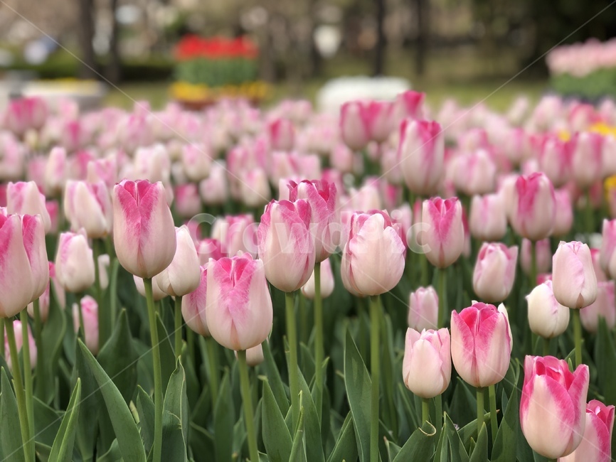 튤립,공원,봄꽃,꽃,분홍튤립,식물,자연,plants,nature,꽃,flower