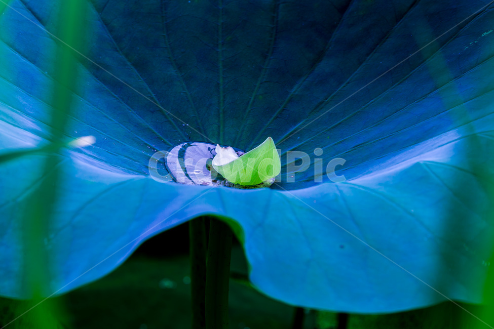 연잎,낙화,물방울,문양,무늬,식물,자연,plants,nature,꽃,flower