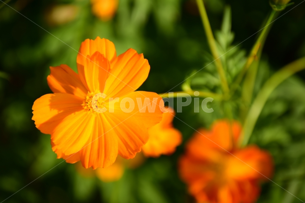 Flowers,꽃,cosmos,꼬스모스,가을,가을,계절,fall,autumn,season,식물,자연,plants,nature,꽃,flower,plant