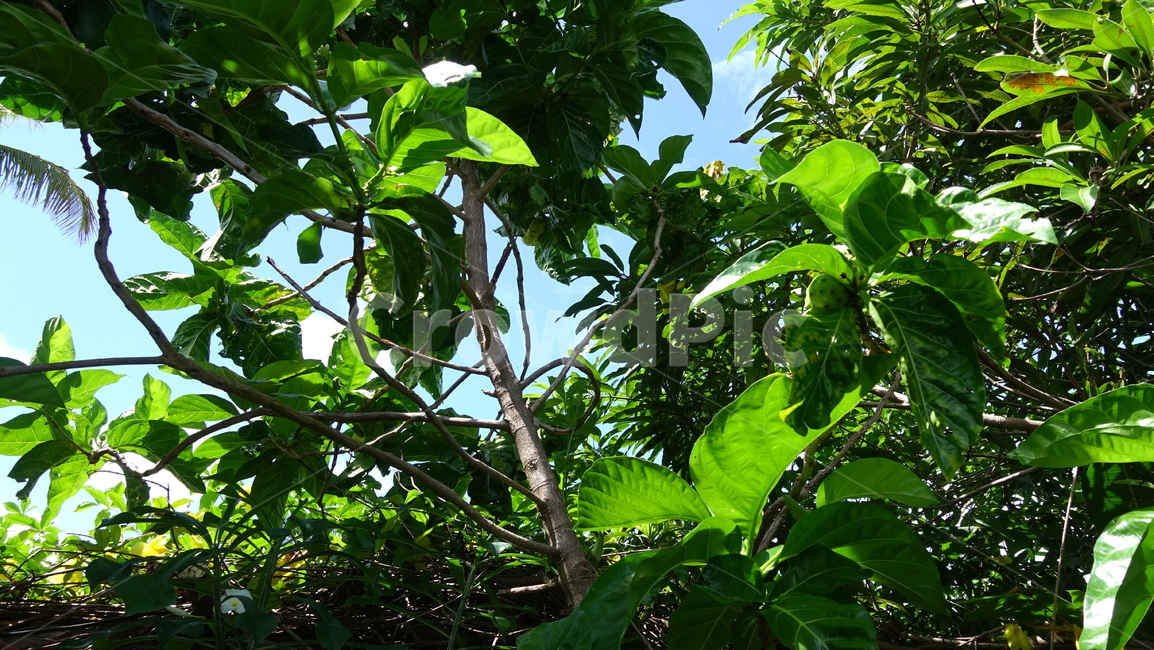 자연,nature,green,vegetation,초목,plant,식물,leaf,잎,summer,여름,휴가,vacation,휴양지,우베아,뉴칼레도니아