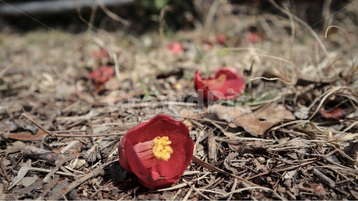 동백꽃,바닥에떨어진꽃,떨어진꽃,가을느낌,봄꽃,꽃,flower