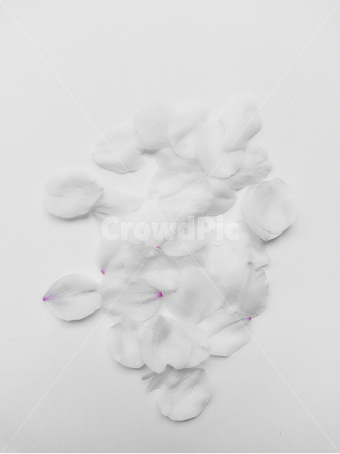 감성사진,연출사진,꽃,봄,식물,꽃,flower