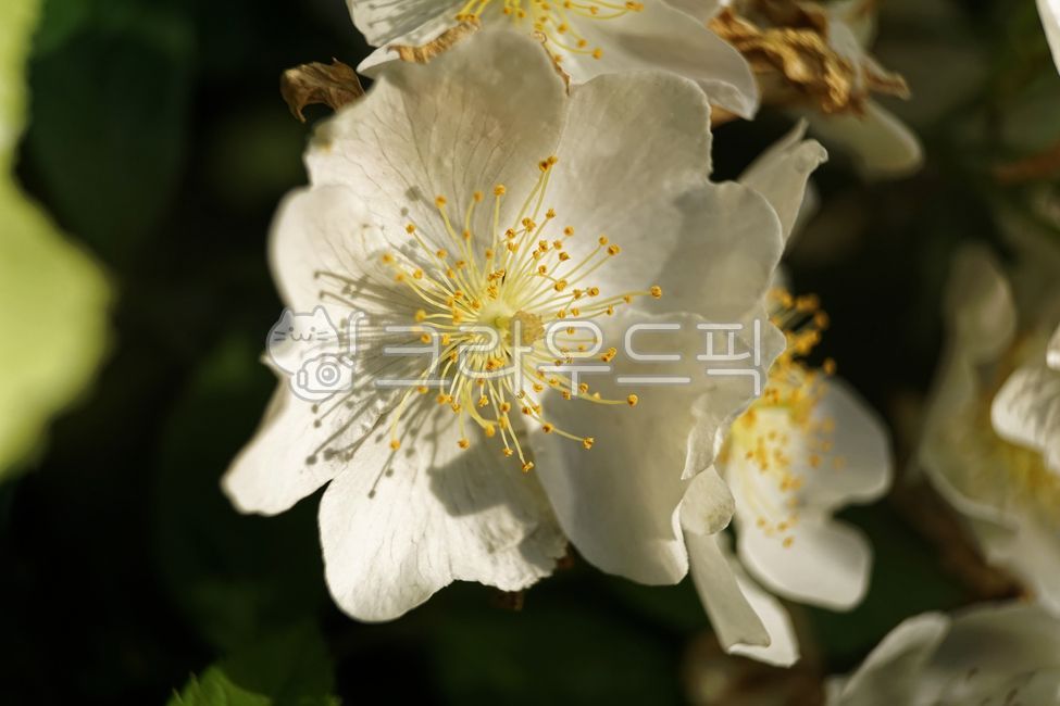 찔레,찔레꽃,가시나무,약재,식물,나무,흰꽃
