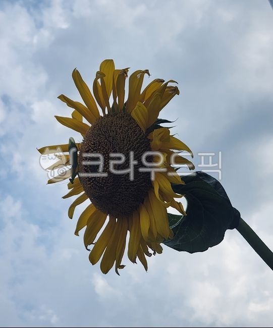 flower,sunflower,해바라기,꽃,여름,사마귀,곤충