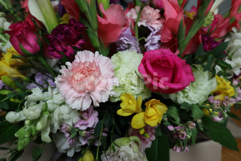 장미,flower,카네이션,꽃,꽃다발,식물,자연,plants,nature,꽃,flower