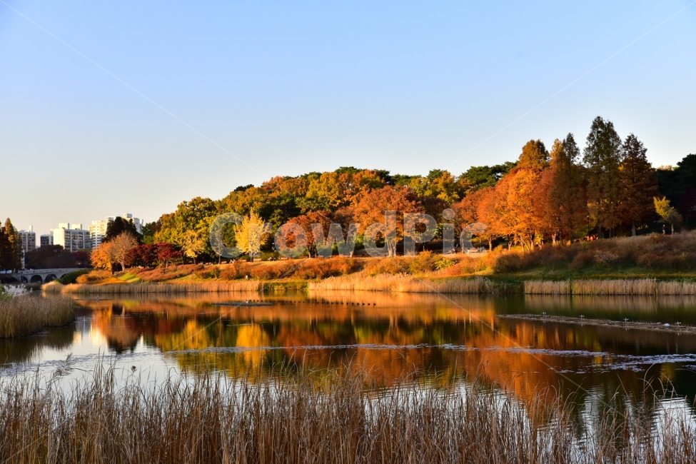 단풍,호수,반영,단풍나무,가을,가을,계절,fall,autumn,season,도시,풍경,city,landscape,한국도시풍경,한국도시경관,korea cityscape,water,물,nature,자연,outdoors,옥외,lake