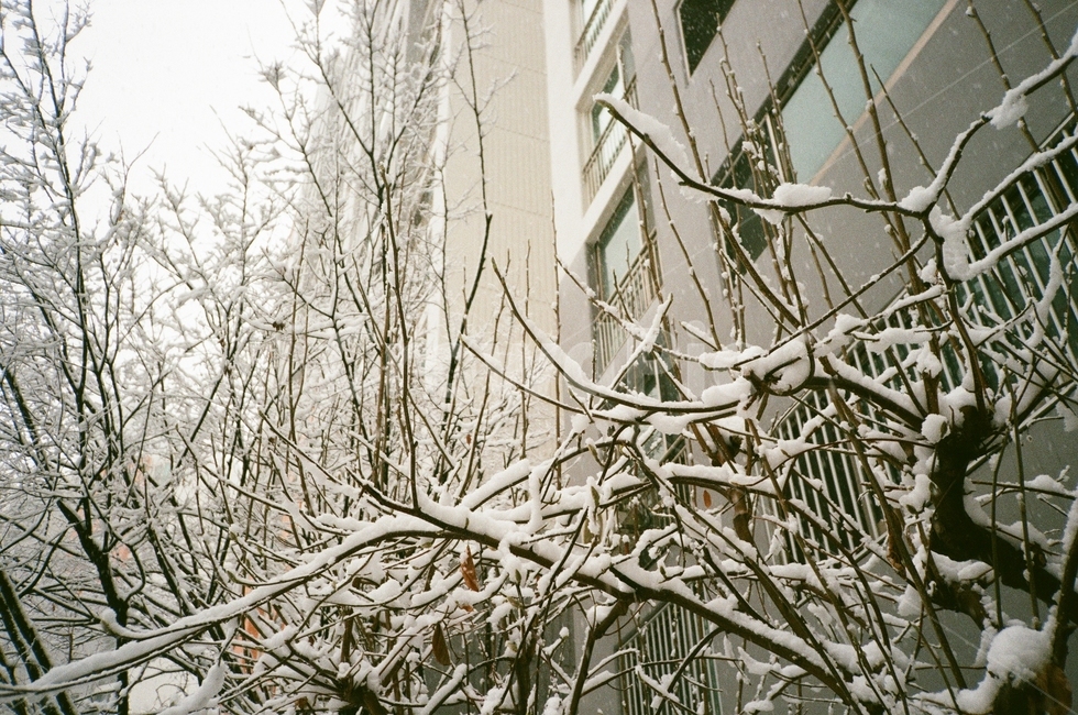 나무,겨울나무,나뭇가지,snow,outdoors,자연,nature,cold,눈,film,filmcamera,겨울,계절,winter,season
