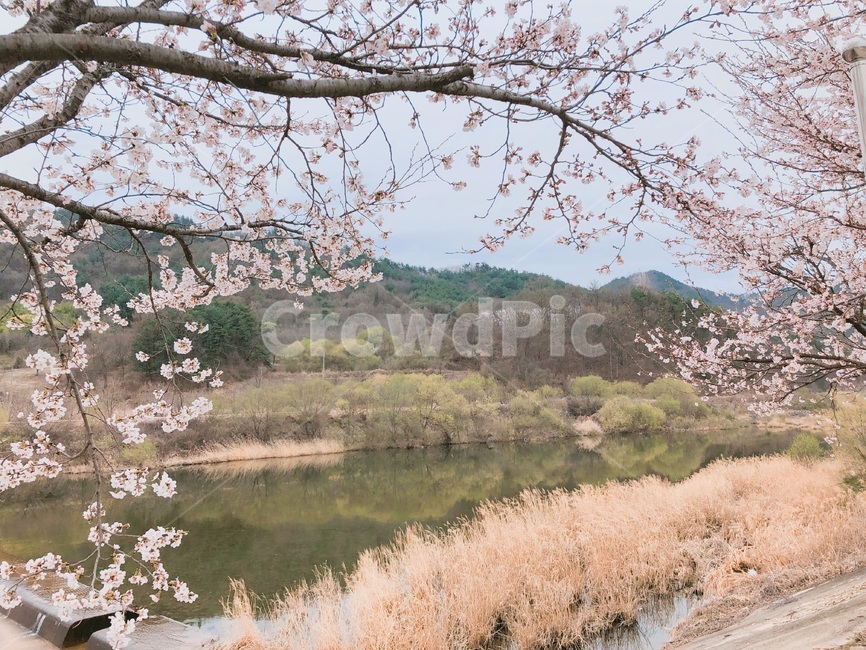 벚꽃,꽃,flower,벚꽃나무,봄