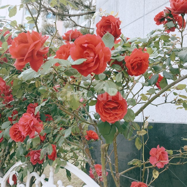장미,꽃,초여름,봄,길거리,잡초