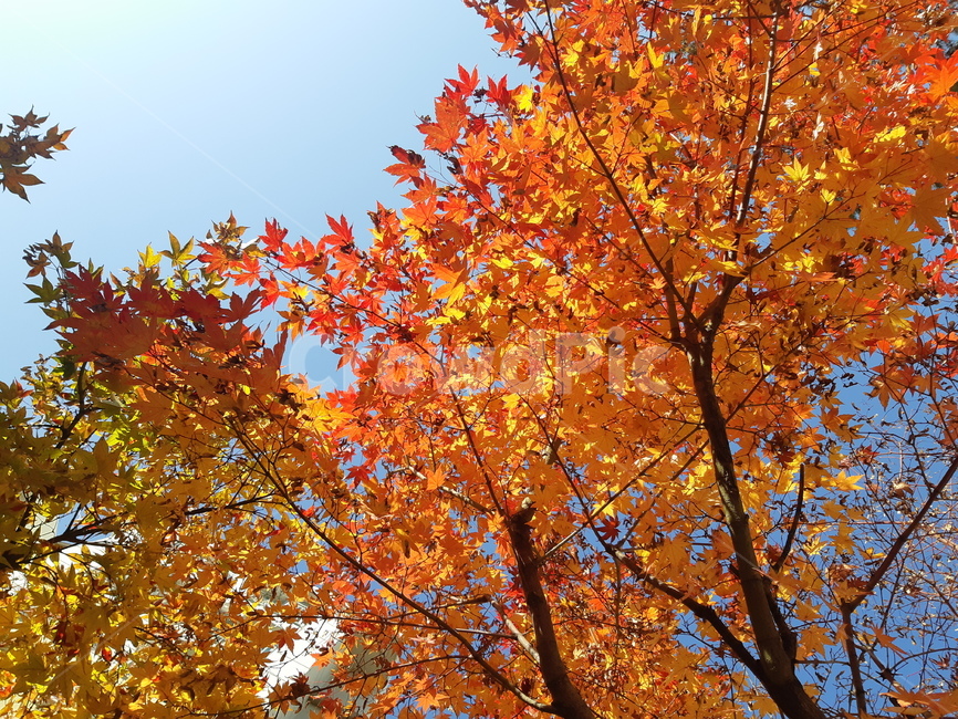 단풍,maple,leaf,단풍나무,가을,가을,계절,fall,autumn,season,식물,자연,plants,nature,나무,trees,wood