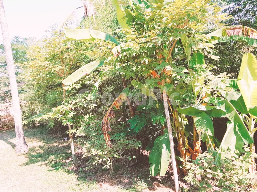 야자수,야자나무,열대,열대식물,나무,식물,풀,식물,자연,plants,nature