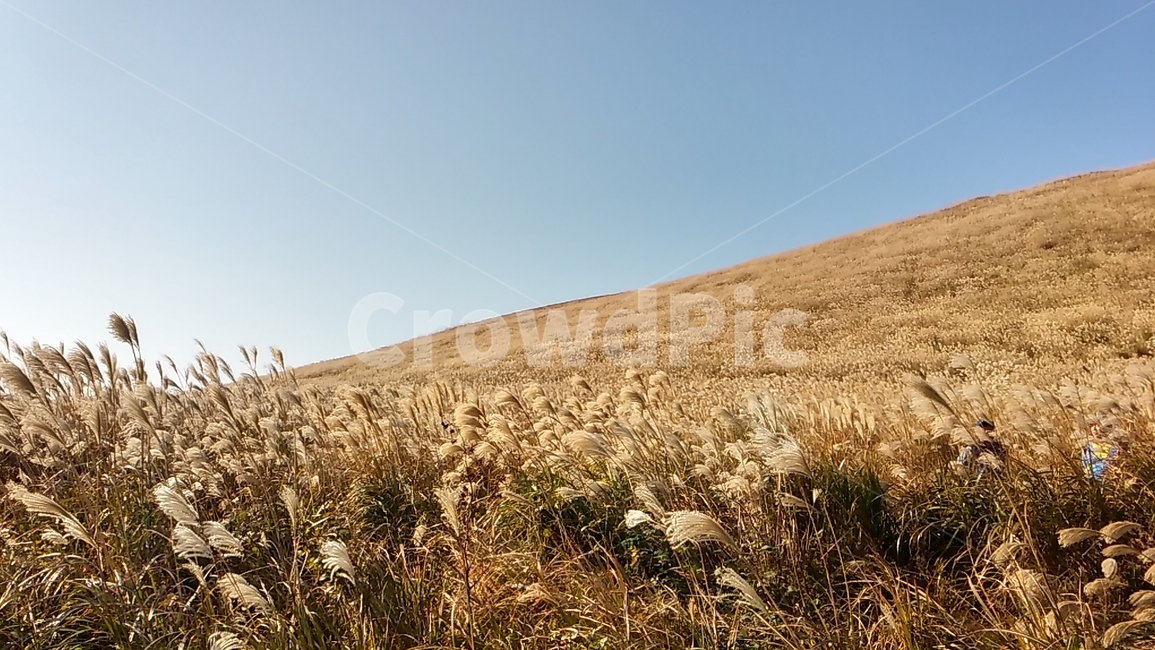 갈대,파란하늘,가을,언덕,갈대숲,가을,계절,fall,autumn,season,자연,풍경,nature,landscape,plant,식물,vegetable,야채,food,음식,grain,곡물