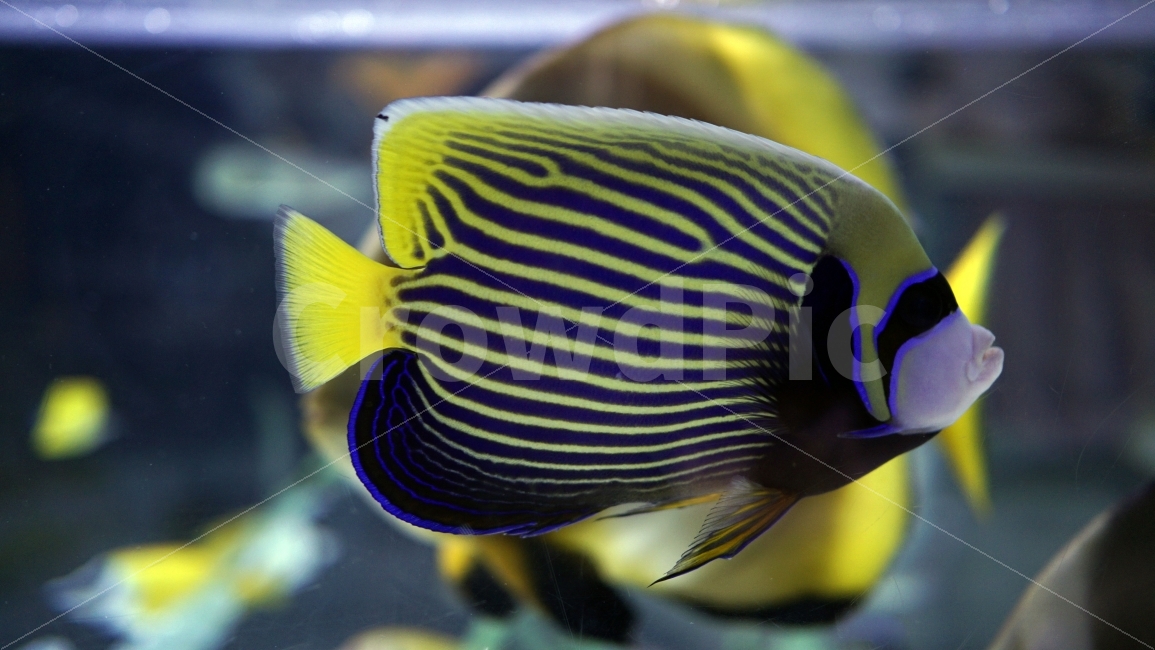 물고기,잉어,열대어,붕어,생선,어류,수족관,낙시,fish,어항,금붕어,수산,해양,바다,생물,동물,물속,바다속,바닷속,animal,수중,생명,자연,nature,물결,동물,animal,어류,물고기,fish