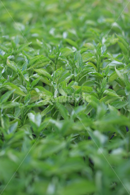 plant,식물,seedling,농작물,작물,파종기,파종,모종,허브,herbs,잎