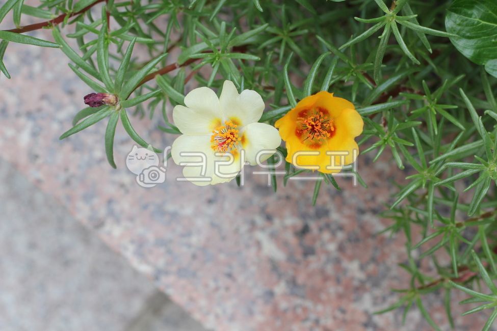 채송화,꽃,flower,leaf,yellow,green