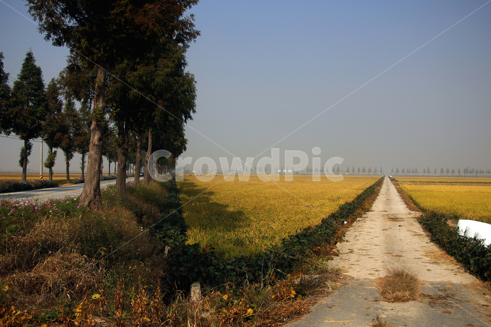 오솔길,논,가을길,나무,길풍경,시골,시골풍경,논길,자연,풍경,nature,landscape