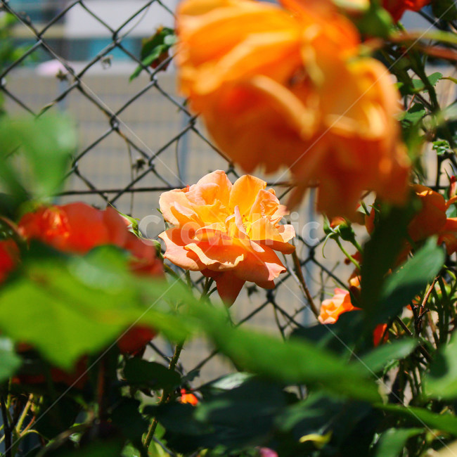 감성사진,자연,하늘,꽃,장미,색감,보정,flower,sky,summer,nature,식물,자연,plants,nature,꽃,flower,색깔,색상,색채,색감,color sense,color sensitivity,feeling of color