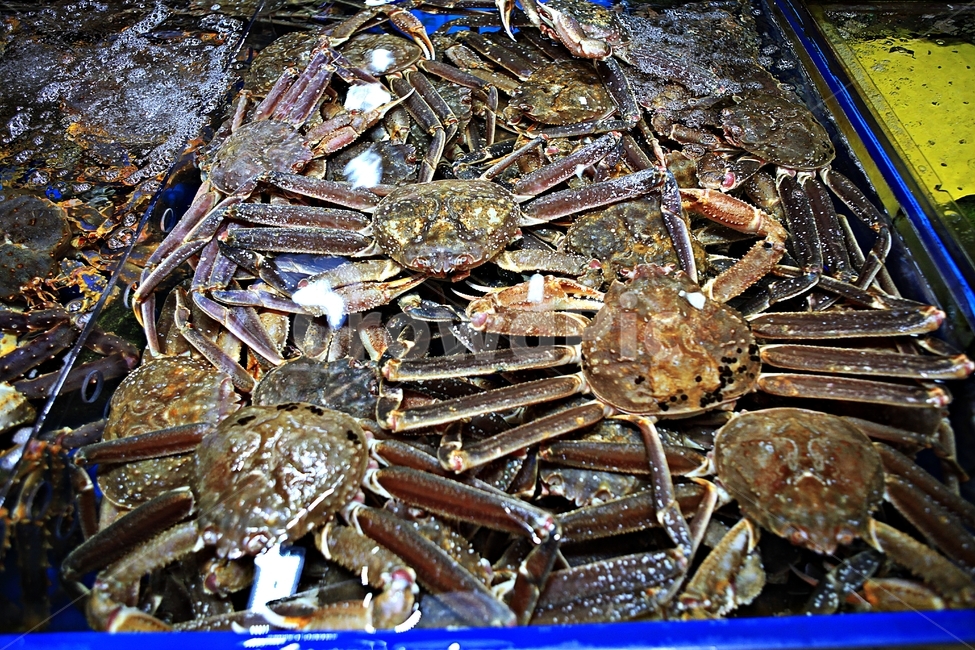 게,어패류,요리,먹거리,찜재료,배경,자연,시장,마트,마켓,market,mart,market place,음식,식재료,요리,food,cook,meal,dishes,food reserves,수산물,해산물,fishery products,seafood