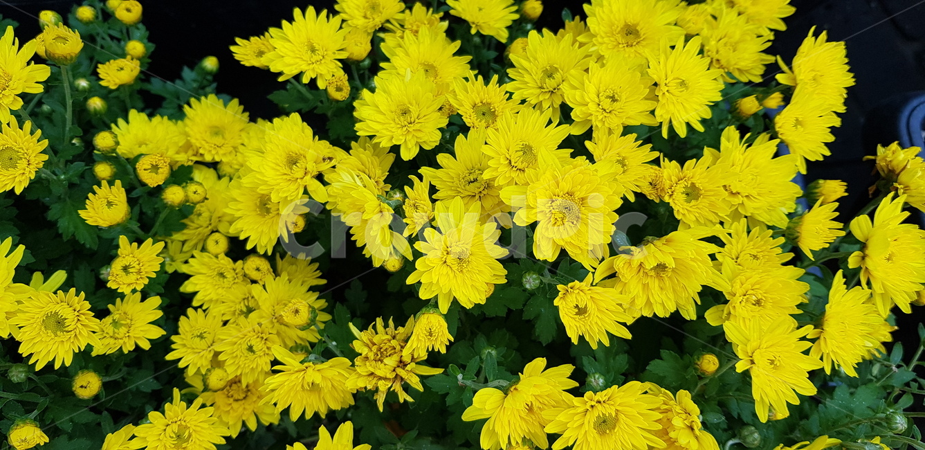 국화,가을,꽃,노란,화분,화단,식물,정원,초록,잎,향기,flower,blossom,plant,꽃,flower