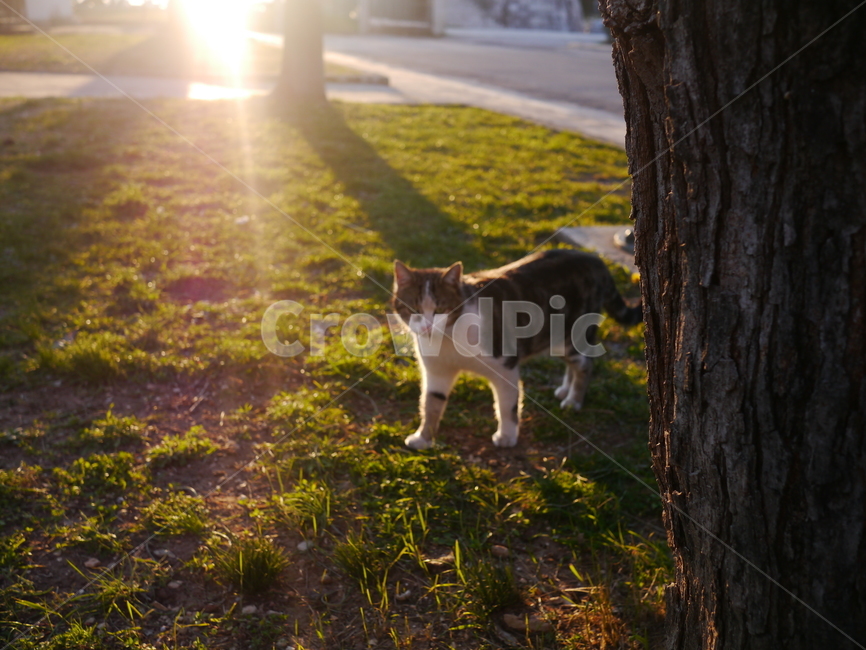 오후,고양이,잔디밭,햇빛,그림자,길거리,마당,초록,동물,animal,포유류,mammal,고양이,cat,kitten,kitty