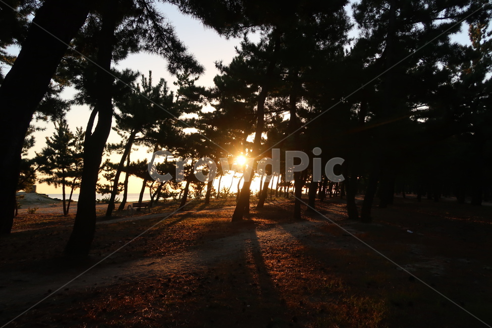 자연,숲,일출,소나무,태양,아침,빛,가을,자연,풍경,nature,landscape,light,flare,플레어,sunlight,햇빛