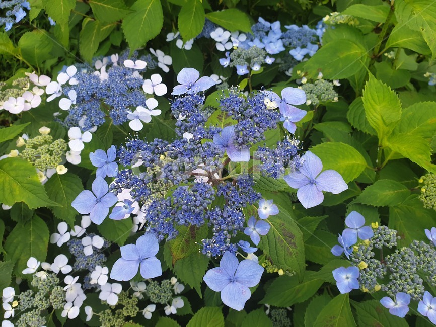 파란색수국,수국,hydrangea,bluehydrangea,blueflower
