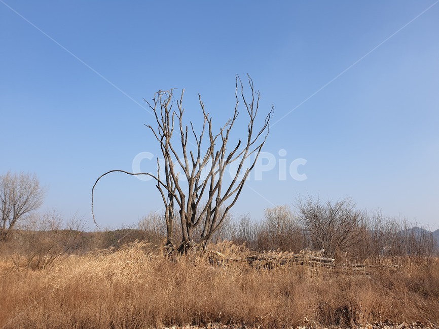 나무,겨울,겨울나무,앙상한,앙상한가지,앙상한나무,하늘,풍경,겨울풍경,sky,winter,wintertree,thin,outdoors,nature,자연,옥외,field,들,grassland,목초지,겨울,계절,winter,season
