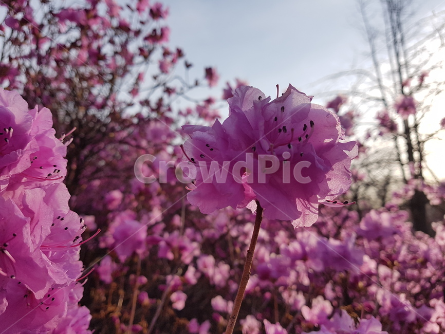 자연,봄,진달래,꽃,배경,핑크,하늘,봄,계절,spring,season,식물,자연,plants,nature,꽃,flower,plant,geranium,제라늄,blossom