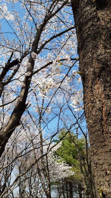 꽃,벚꽃,봄,봄날,공원,이쁨