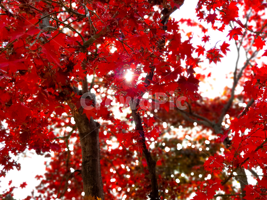 plant,식물,leaf,잎,tree,나무,maple,단풍,가을,계절