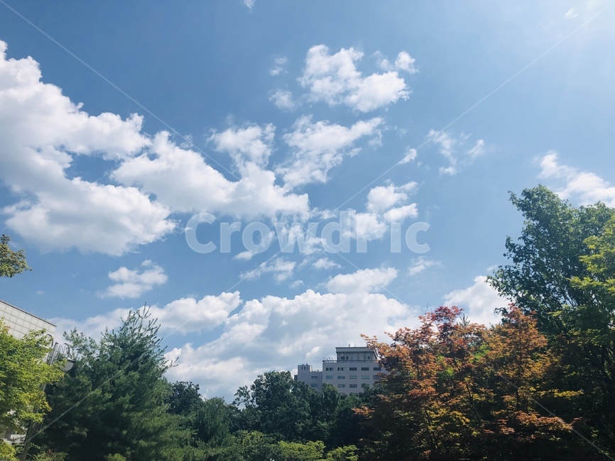 하늘,구름,자연,풍경,경치,맑은하늘,뭉게구름,도시,나무