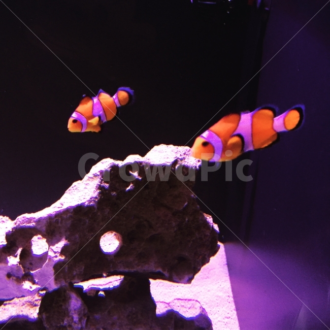 니모,물고기,해수어,아쿠아리움,감성사진,사진,동물,animal,어류,물고기,fish