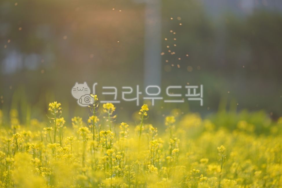 color,nature,yellow,Biology,life,flower,field,rape flower,season