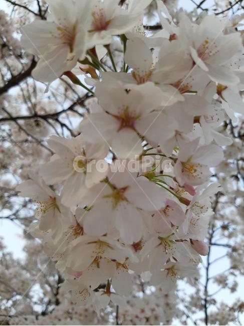 벚꽃,봄,나무,식물,꽃,cherryblossom,nature,tree,spring,plants,flower,flowers