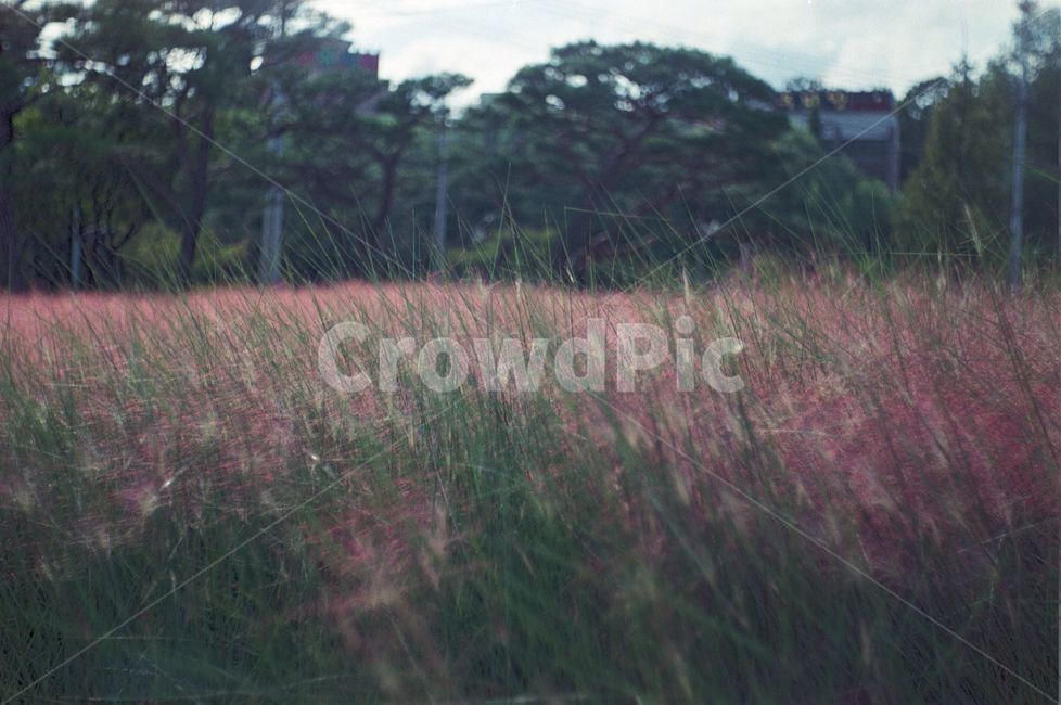 필름카메라,풍경,자연,꽃,뮬리,나무,가을,계절,fall,autumn,season,자연,풍경,nature,landscape