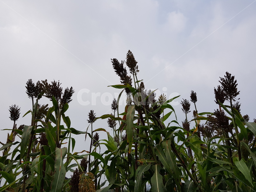 plant,식물,가을,풍경,수수,하늘
