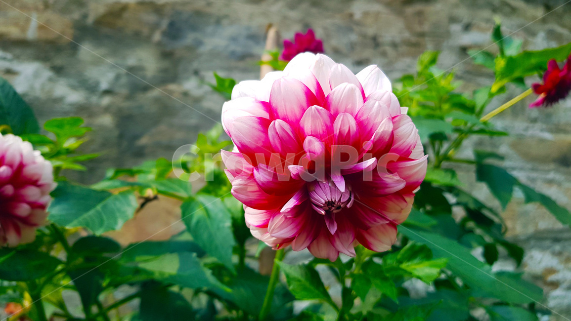 꽃,빨강색꽃,초록,자연,풀,nature,plants,green,여름,summer,낮,색감,생동감,flower