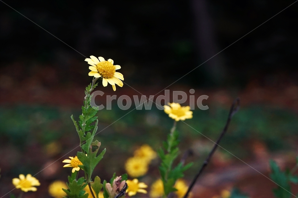 감국,가을,노랑,계절,chrysanthemumindicum,autumn,fall,nature,bloom,yellow,국화과,smell,season,beautiful,plant,flower,식물,자연,plants,nature,꽃,flower