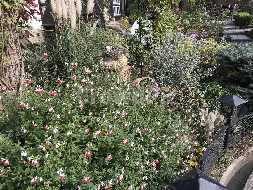 outdoors,옥외,꽃,플라워,자연,식물,자연,plants,nature