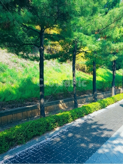 봄,산책,산책로,공원,나무,따스함,따뜻,푸른