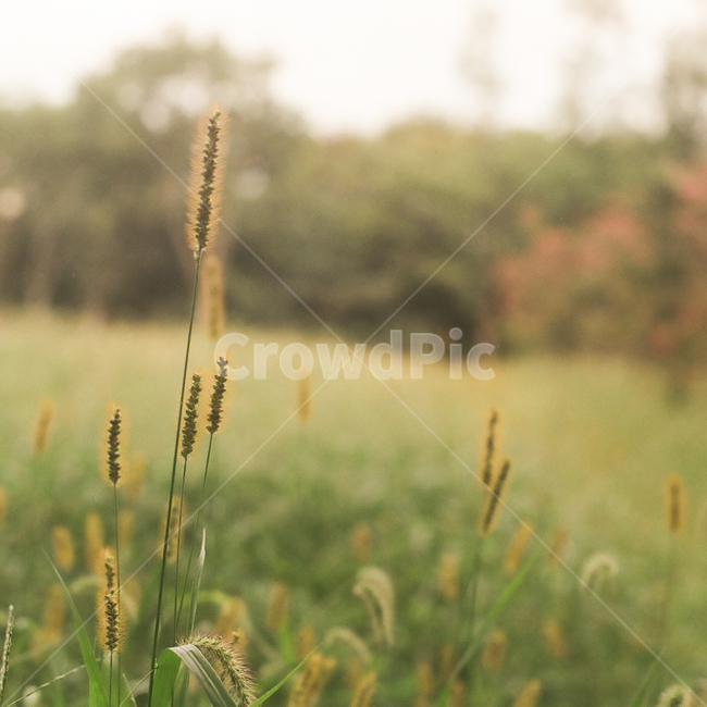 가을,강아지풀,autumn,fall,계절,season,식물,자연,plants,nature,풀,초록,녹색,풍경,landscape,감성,빈티지,아날로그,필름,필름사진,필름카메라,film,filmcamera,가을,계절,fall,autumn,season,grass,잔디,plant